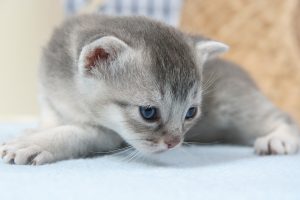 Чому кошеня нічого не їсть: 15 причин.