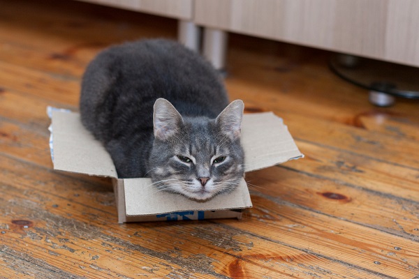 Чому коти люблять коробки