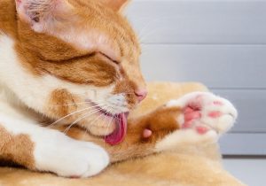 Чому у кішок / котів шорсткий язик?