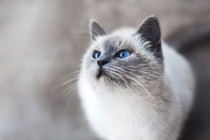 Чому у кошеня чи кішки / кота ламаються вуса / вібриси?
