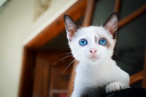 Чому у кошеняти сльозяться очі — і що робити власнику?