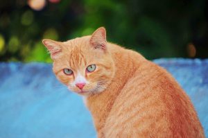 Де у кішки / кота знаходиться загривок / холка?