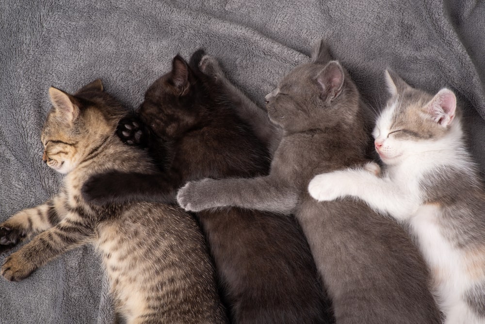 Короткий екскурс у психологію котів