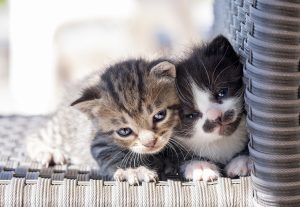 Куди можна прилаштувати кошеня?