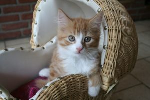 Підібрали кошеня з вулиці: 4 перші дії.