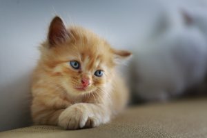 Що потрібно купити для кошеня: список речей.