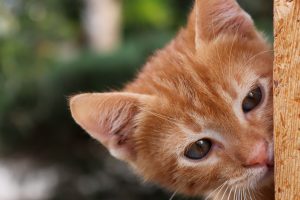 Як пояснити кошеняті, чого не можна робити?