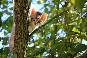 Перші покупки для котика.