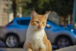 Що робити, якщо знайшли тварину на вулиці?