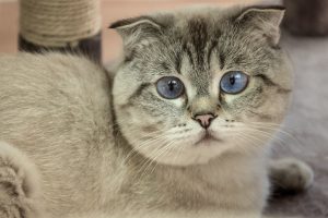 Шотландський кіт: характер та особливості породи.