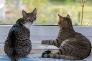 Як подружити котів?