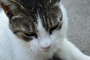 Ринотрахеїт у кішок та котів.