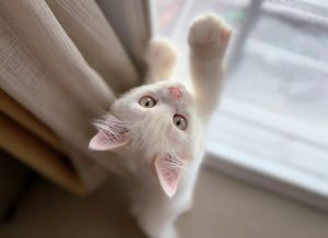 Як виховувати кошеня?