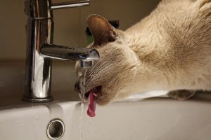 Чому кішка не п’є воду?