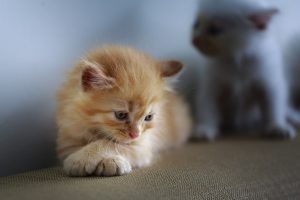 Коли кошенята починають ходити?