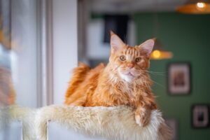 10 порід котів / кішок, які підійдуть для дітей.