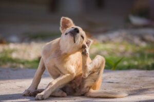 Чи може вихованець свербіти від корму?