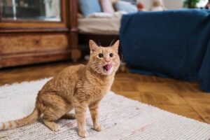 Чим не можна годувати кота? Заборонені продукти.