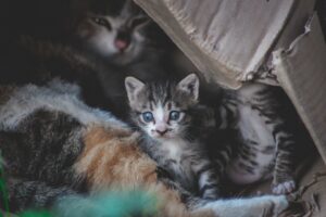 Еклампсія у кішок після пологів і вагітних.