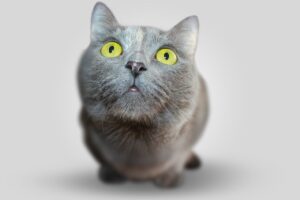 Кішка не їсть новий корм: що робити?