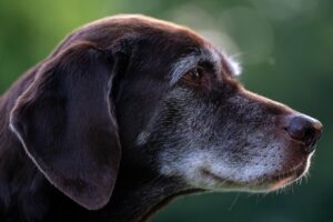 8 корисних порад про те, як доглядати за літнім собакою.