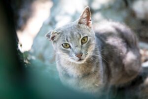 Знайшов кота. Що робити, а чого не робити?