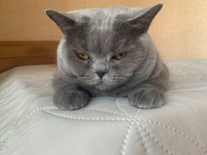 Чи можуть коти гикати? Ось що потрібно знати.