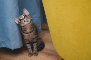 Дирофіляріоз у кішок — симптоми та лікування.