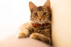 Нудота у котів: причини, симптоми та лікування.