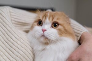 Як розвеселити кота і підняти настрій?