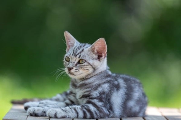 Американська короткошерста