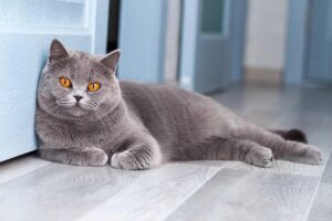 Чи мітять кішки територію як коти?