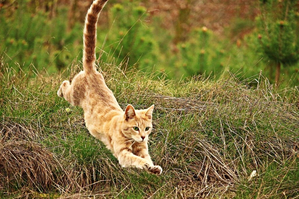 Чи завжди коти приземляються на лапи?