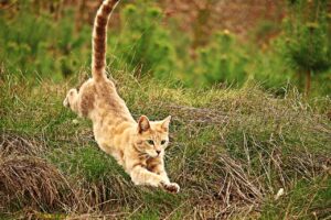 Чи завжди коти приземляються на лапи?