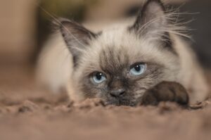 Шишки на шкірі у котів: Причини, симптоми та лікування.