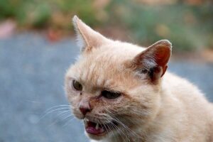 Стрес у котів: Причини, симптоми та лікування.