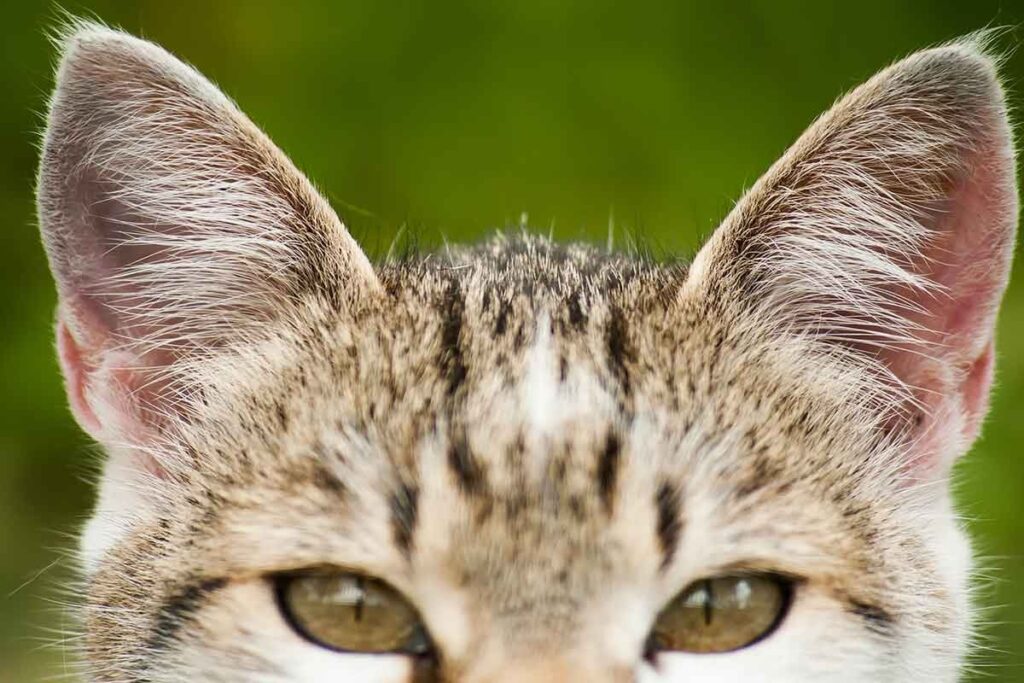У мого кота теплі вуха: Що робити?