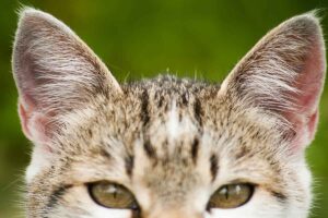 У мого кота теплі вуха: Що робити?