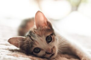 Чому у кошеняти пронос?