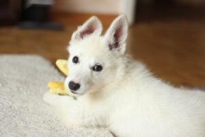 Чим годувати цуценя?