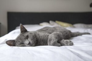 Гіперестезія у котів — симптоми та лікування синдрому.