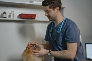 Хіміотерапія для собак, котів та інших тварин.