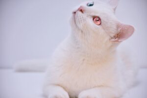 Особливості зору котів.