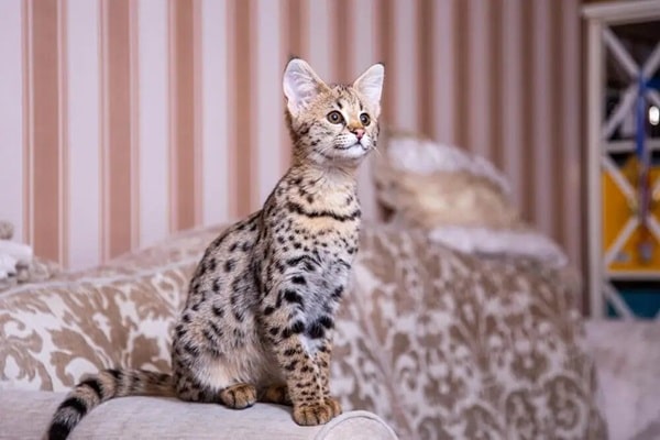 Саванна
