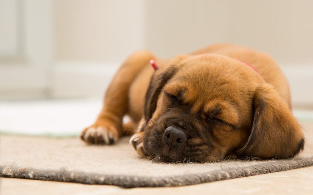 Соціалізація цуценят: 5 простих кроків.