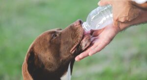 Старіючий собака збільшує споживання води. Що це означає? Розбір ознак.