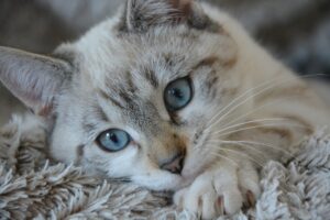 Увеїт у котів — симптоми та лікування патології.