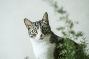 Як підготувати кота до кастрації?