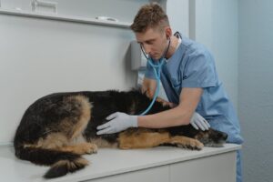 Як підготувати собаку до медичних досліджень?