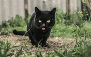 Які кішки ловлять мишей і чому вихованці на них полюють?